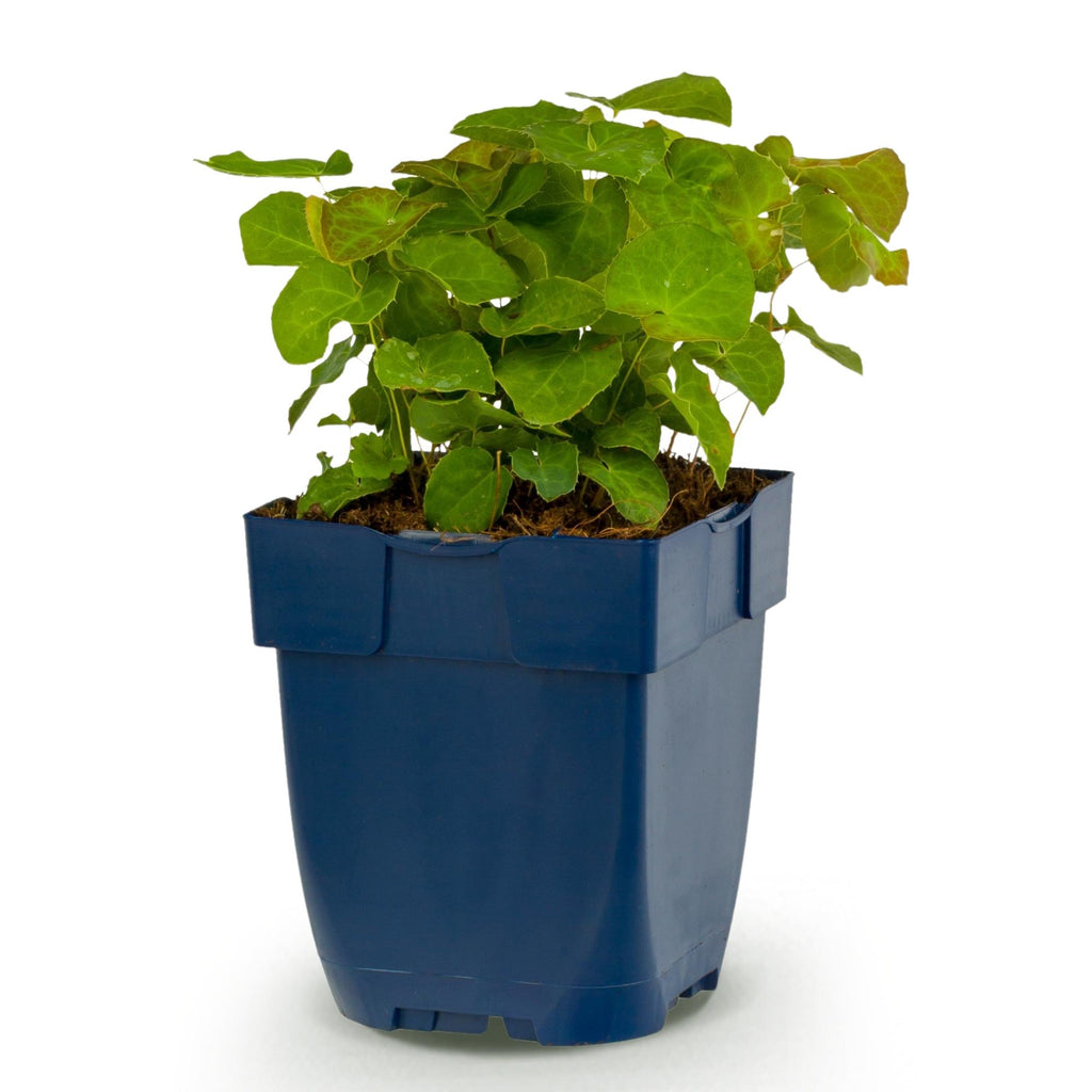 Epimedium perralch. 'Frohnleiten' (polystichum) – jaune – Ø11 cm, 15–25 cm de haut – photo 2