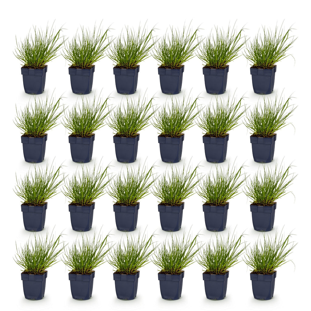 Panicum virg. 'Northwind' (herbe à éléphant) – 24 plants, Ø11 cm, 15–25 cm de haut – photo 2