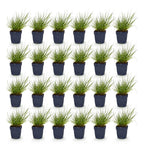 Panicum virg. 'Northwind' (herbe à éléphant) – 24 plants, Ø11 cm, 15–25 cm de haut