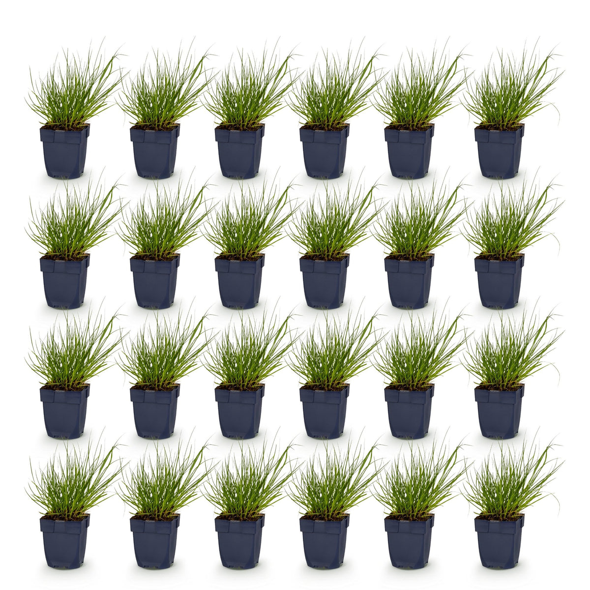 Panicum virg. 'Northwind' (herbe à éléphant) – 24 plants, Ø11 cm, 15–25 cm de haut – photo 2