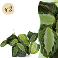 2× Maranta Fascinator Silverband (bedplant) i Potter-pyntepotte grå – Ø12 cm, 25 cm høj