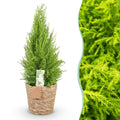 Cupressus Gold Crest Wilma (lemon cypress) with basket – Ø21 cm, 85–95 cm high