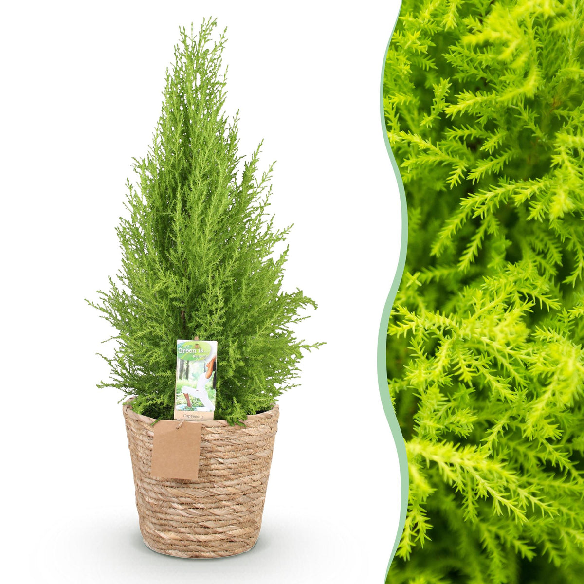 Cupressus Gold Crest Wilma (Zimmer-Lebensbaum) mit Korb – Ø 21 cm, 85–95 cm hoch