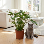 Philodendron Xanadu – Ø19 cm, 60 cm høj