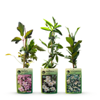 Composition de plantes grimpantes tricolore – rose clair-blanc-violet – 9 plantes, Ø9 cm, 35 cm de haut