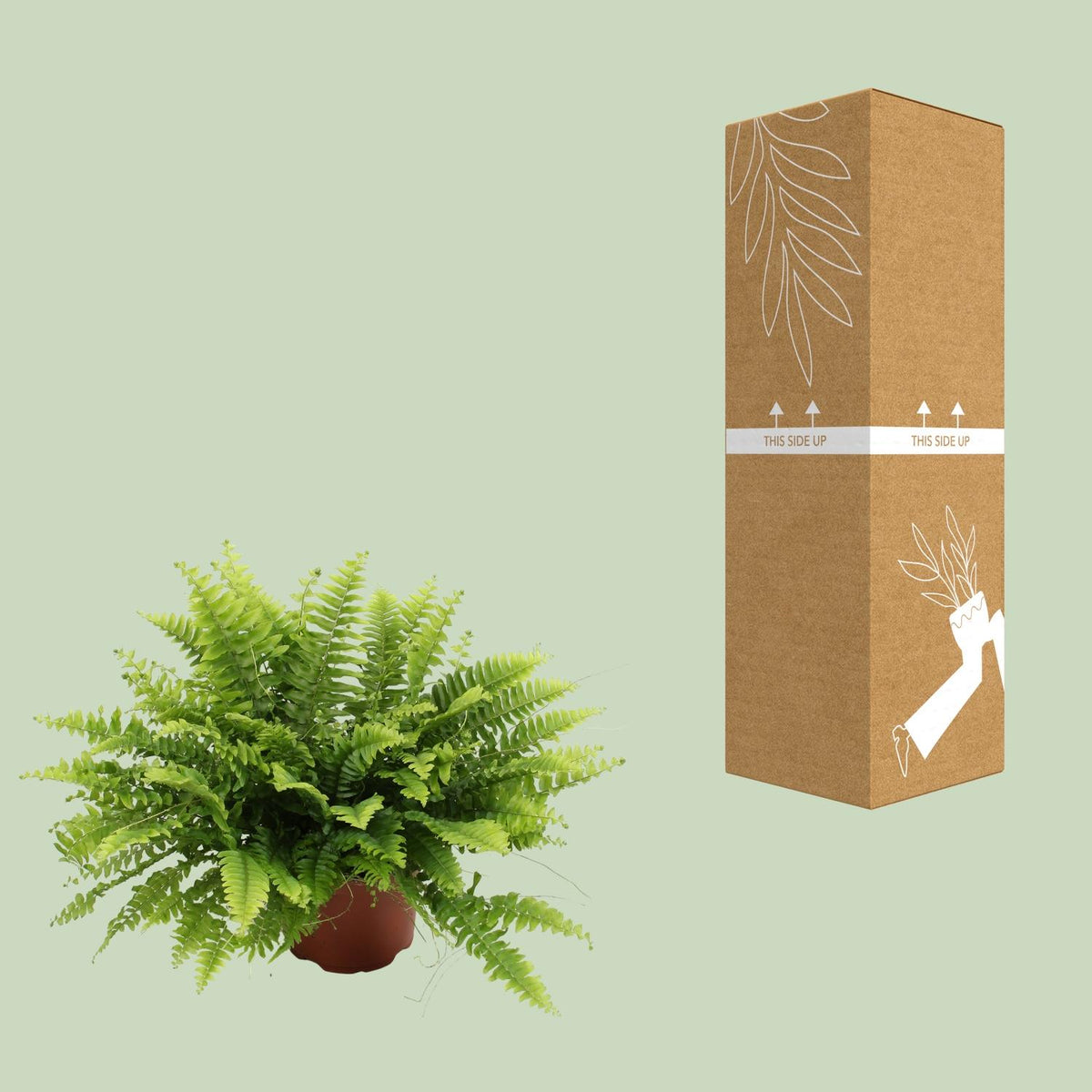 Nephrolepis Boston Green Moment (zwaardvaren) – Ø12 cm, 20 cm hoog