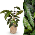 Calathea Rufibarba met mand – Ø17 cm, 55–60 cm hoog