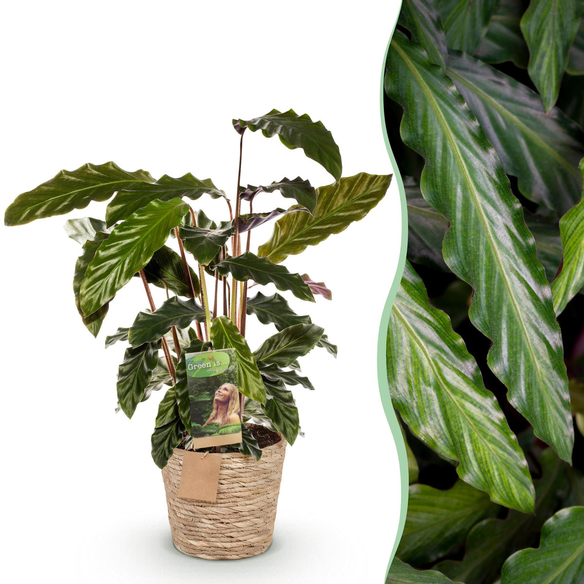 Calathea Rufibarba avec panier – Ø17 cm, 55–60 cm de haut