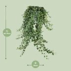 Hedera Helix Pitsburg (klimop) – Ø24 cm