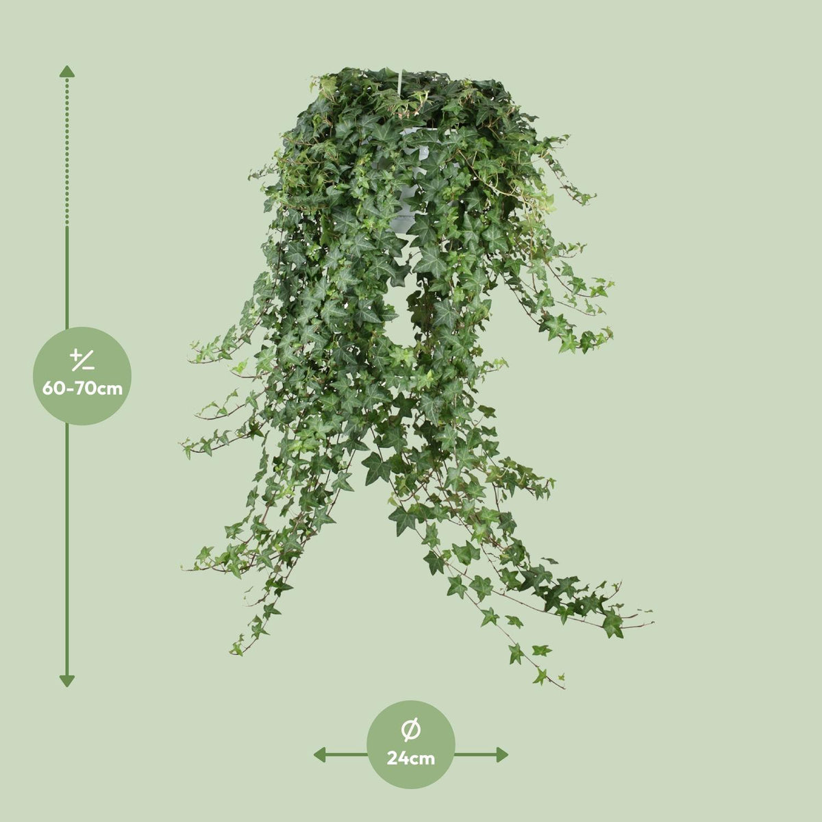Hedera Helix Pitsburg (klimop) – Ø24 cm