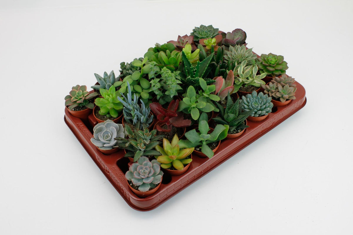 30× Fedtplanter – Ø6 cm, 7 cm høje