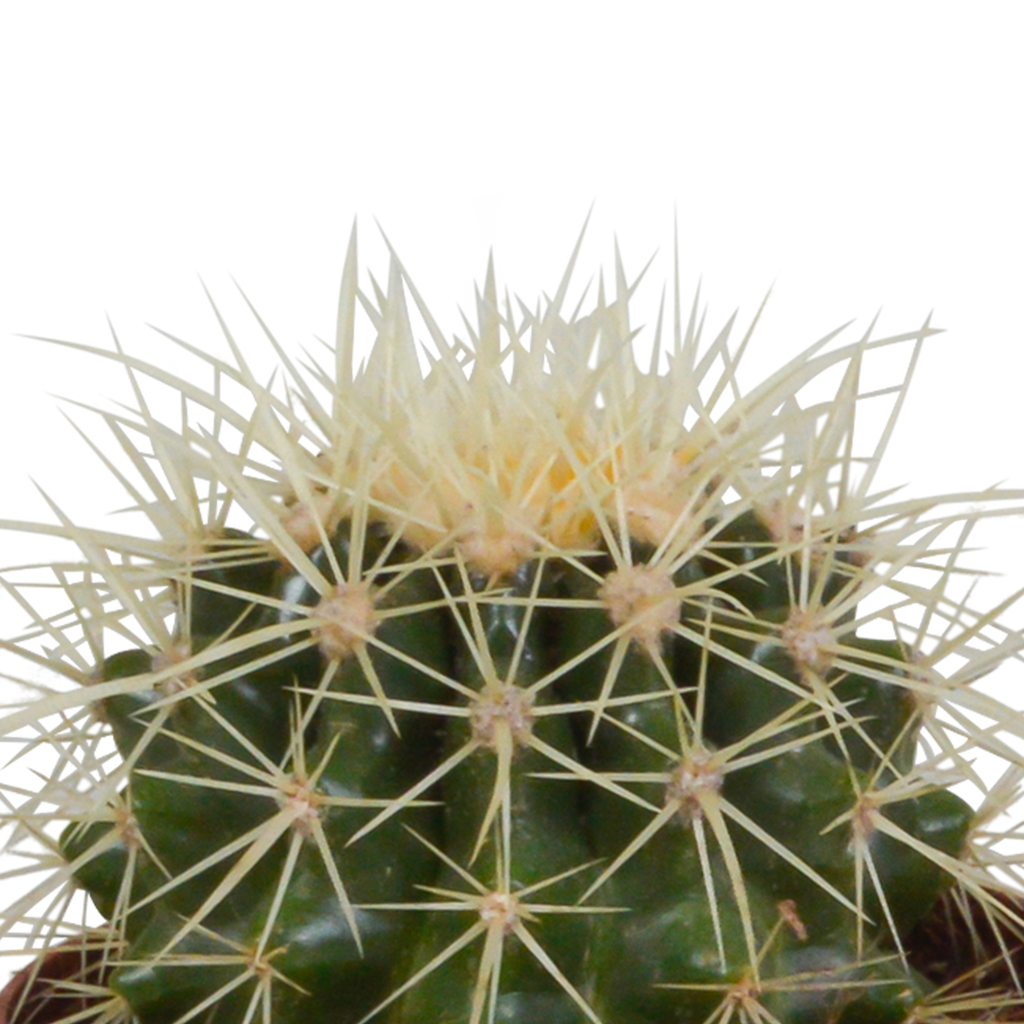 3× Koglekaktus mix (Cactaceae) – Ø9 cm, 16 cm høj