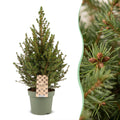 Picea glauca Conica (petit sapin de Noël) – Ø 17 cm, 65 cm de haut