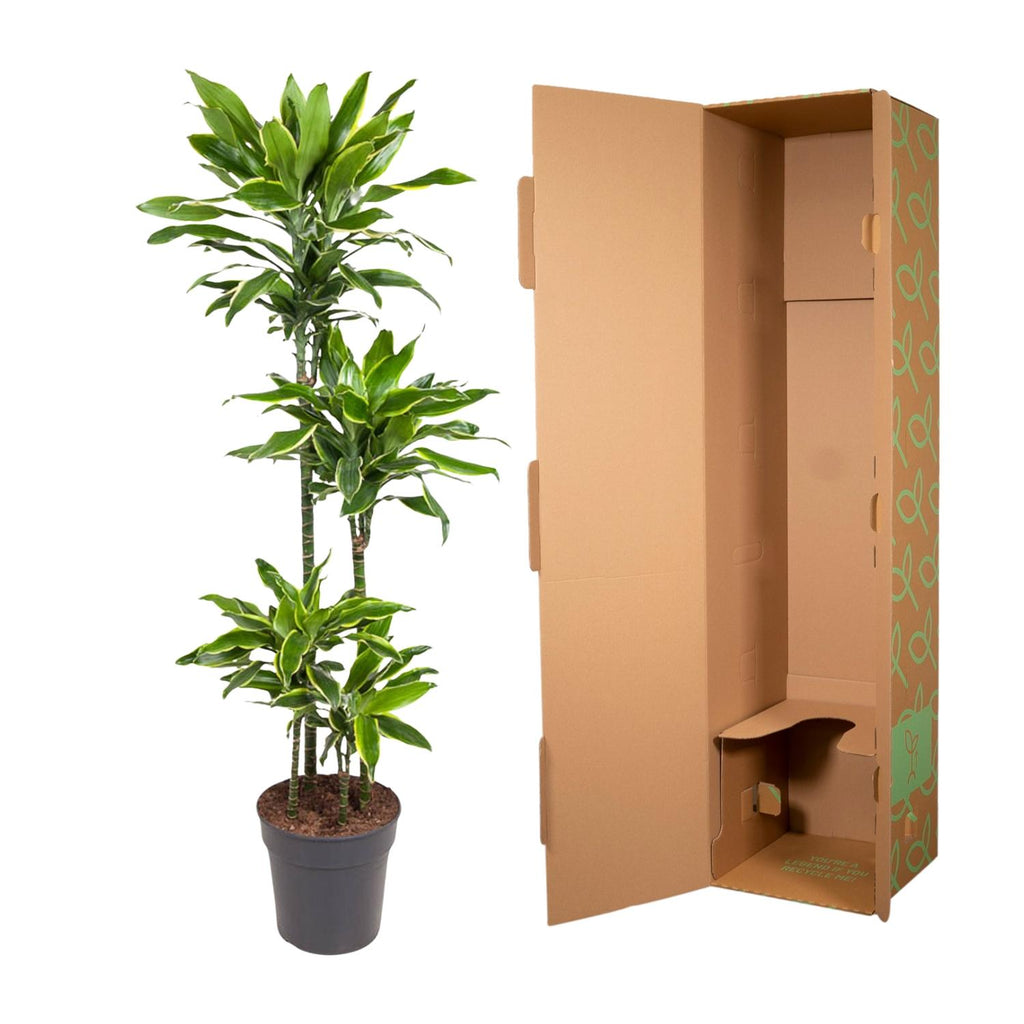 Dracaena Golden Coast (arbre dragonnier) – Ø27 cm, 140 cm de haut