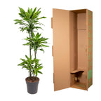 Dracaena Golden Coast (arbre dragonnier) – Ø27 cm, 140 cm de haut