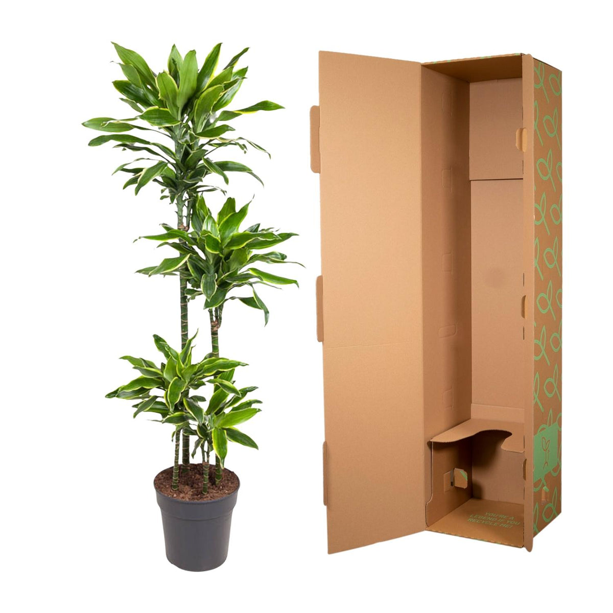 Dracaena Golden Coast (Drachenbaum) – Ø 27 cm, 140 cm hoch