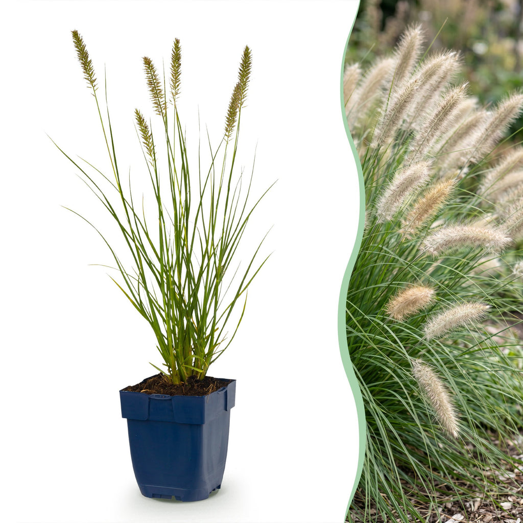 Pennisetum alop. 'Hameln' (fountain grass) – 6 plants, Ø11 cm, 15–25 cm high