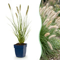 Pennisetum alop. 'Hameln' (fountain grass) – 6 plants, Ø11 cm, 15–25 cm high