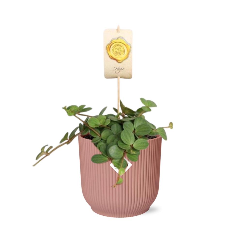 Peperomia ‘Hope’ in ELHO Vibes Fold 14cm roze – 15 cm hoog