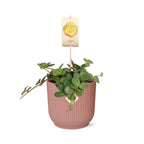 Peperomia ‘Hope’ in ELHO Vibes Fold 14cm roze – 15 cm hoog