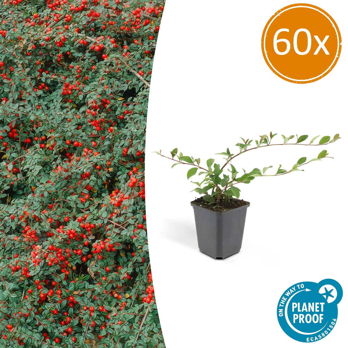 Cotoneaster dammeri (dwarf cotoneaster) – 60 plants, Ø9 cm, 10–25 cm high – photo 2