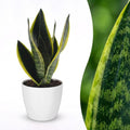 Sansevieria Future Superb (mother-in-law's tongue) in white Potter decorative pot – Ø12 cm, 35 cm high
