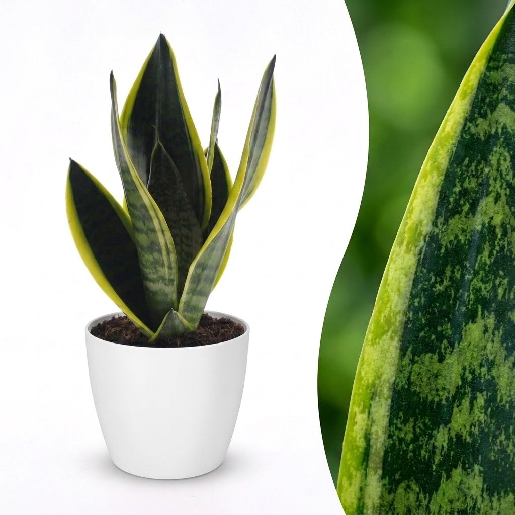 Sansevière Future Superb (langue de belle-mère) dans pot décoratif blanc – Ø12 cm, 35 cm de haut