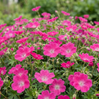 Géranium sanguineum 'Max Frei' (géranium vivace) – rose – 24 plantes, Ø11 cm, 15–25 cm de haut
