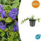 Vinca minor 'Ralph Shugert' (periwinkle) – 60 plants, Ø9 cm, 10–25 cm high