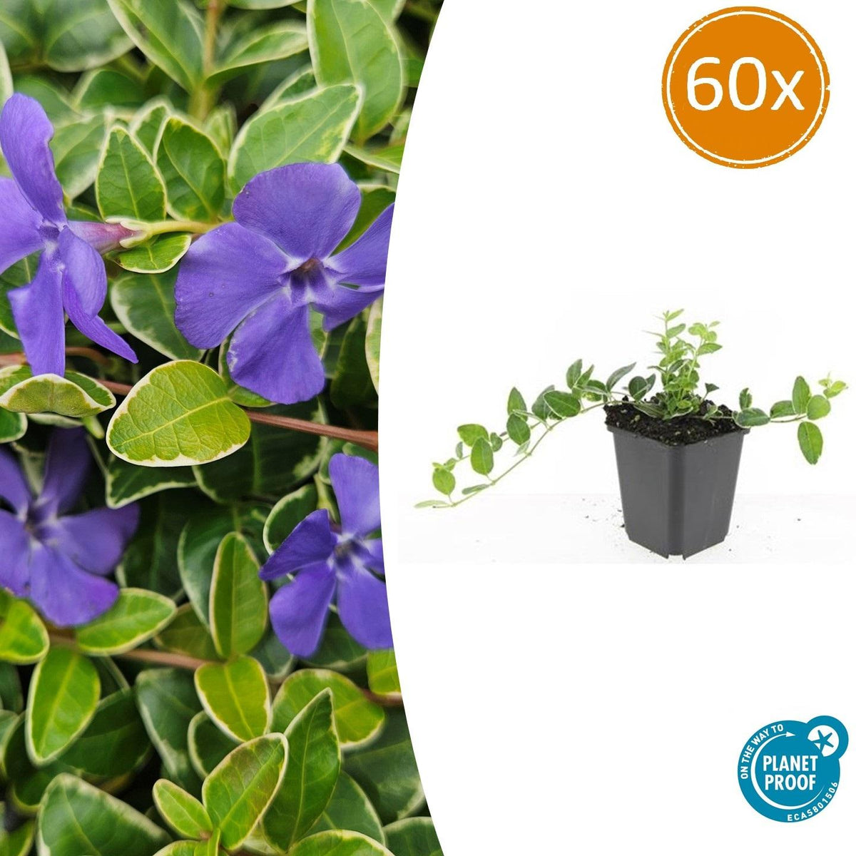 Vinca minor 'Ralph Shugert' (periwinkle) – 60 plants, Ø9 cm, 10–25 cm high – photo 2
