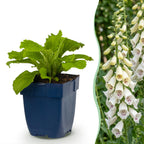 Digitalis purp. 'Dalmatian White' (Fingerhut) – weiß – Ø11 cm, 15–25 cm hoch