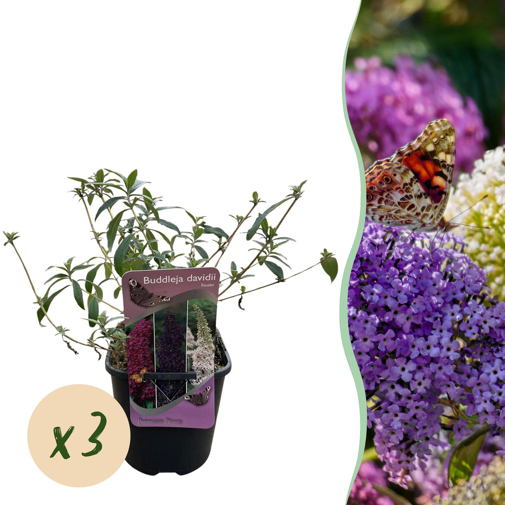 Buddleja davidii 'Tricolour' (arbre à papillons) – rose-blanc-violet – 3 plants, Ø17 cm, 30 cm de haut