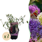 Buddleja davidii 'Tricolour' (arbre à papillons) – rose-blanc-violet – 3 plants, Ø17 cm, 30 cm de haut