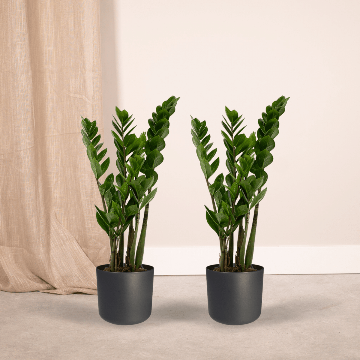 2× Zamioculcas zamiifolia (ZZ-plante) – Ø14 cm, 50 cm høj