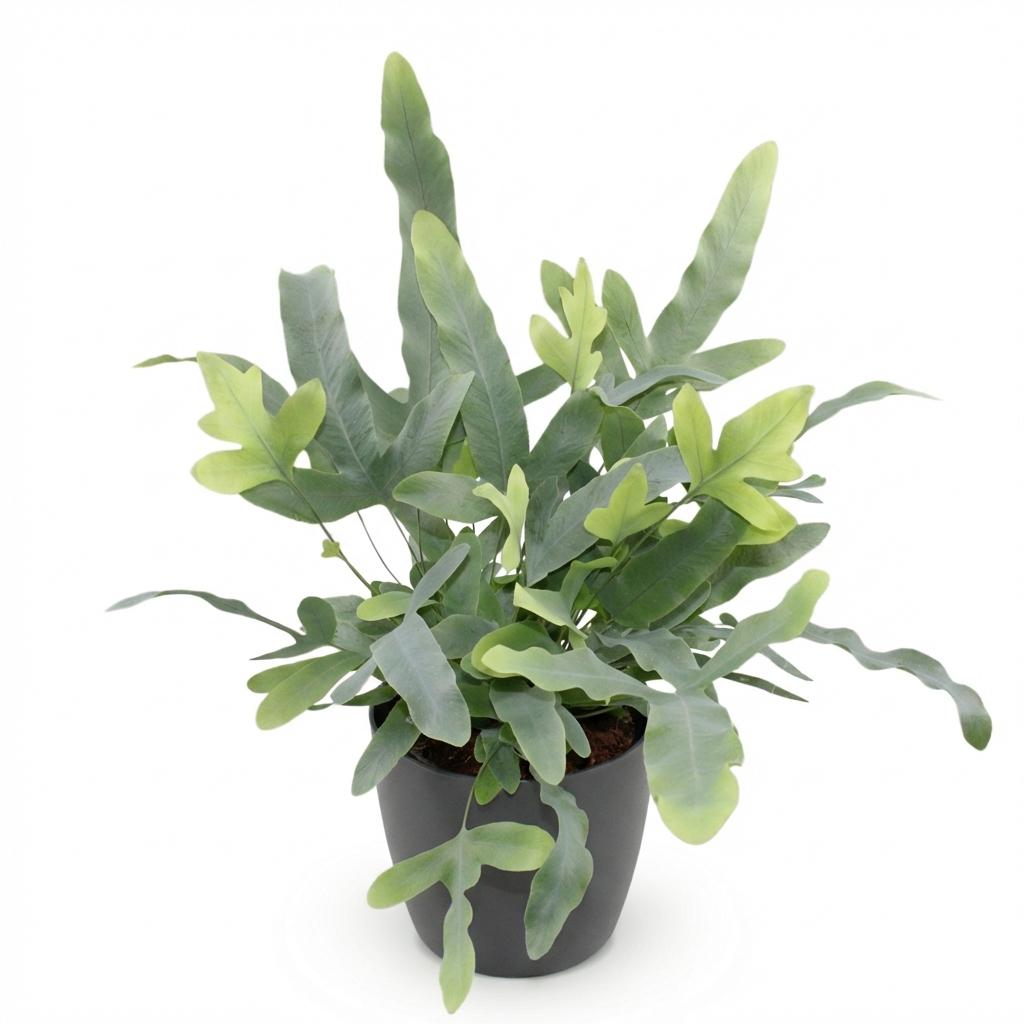 Phlebodium aureum Blue Star (blue star fern) in grey decorative pot – Ø12 cm, 25 cm high – photo 2