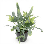 Phlebodium aureum Blue Star (blue star fern) in grey decorative pot – Ø12 cm, 25 cm high