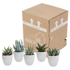 5× mélange Gasteria/Haworthia en pot blanc – Ø6 cm, 13 cm de haut