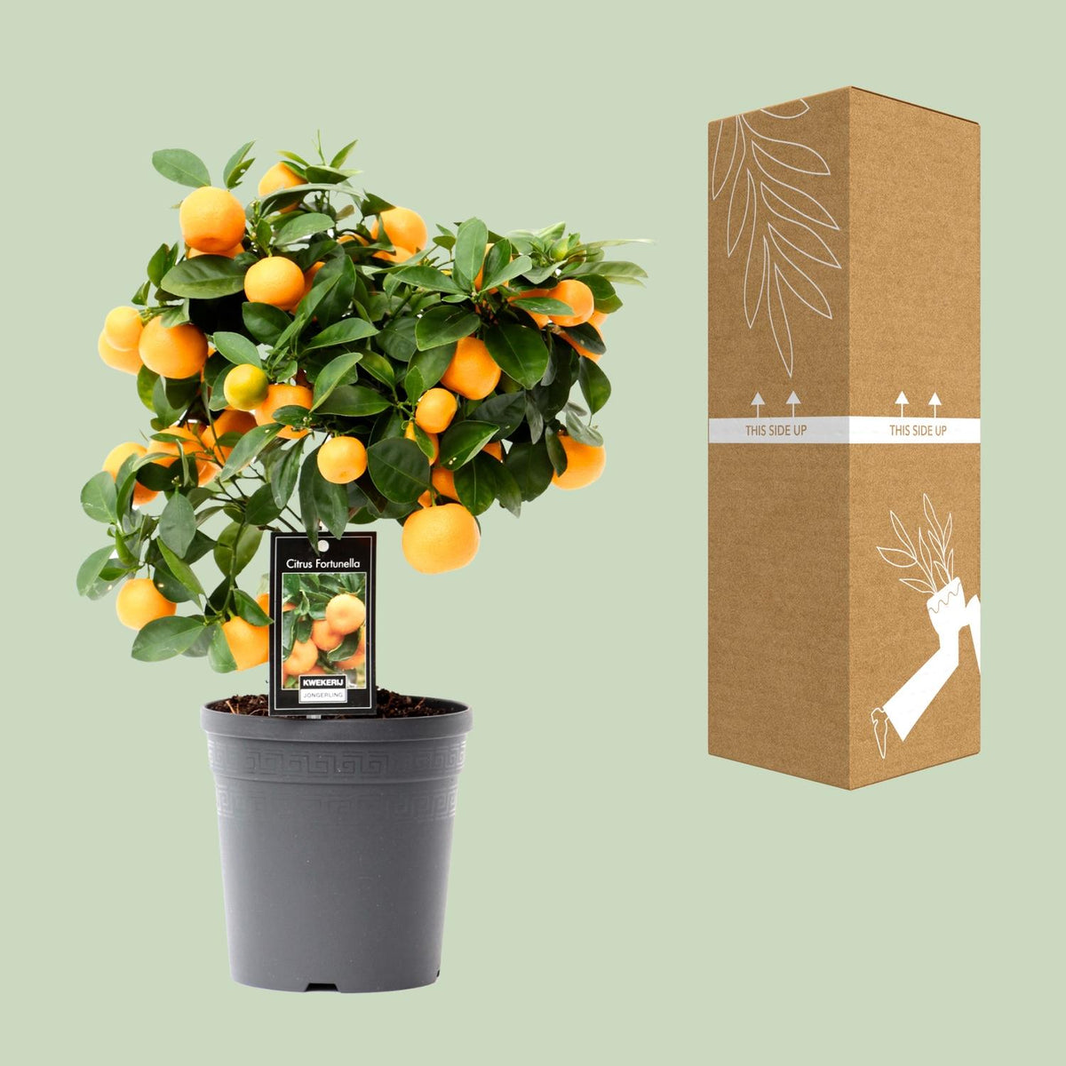 Citrus 'Calamondin' (citrusboompje) – Ø15 cm, 40 cm hoog