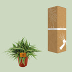 Chlorophytum Ocean (græsløg) – Ø15 cm, 25 cm høj