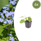 Brunnera macrophylla (Myosotis du Caucase) – 6 plantes, Ø9 cm, 10–25 cm de haut