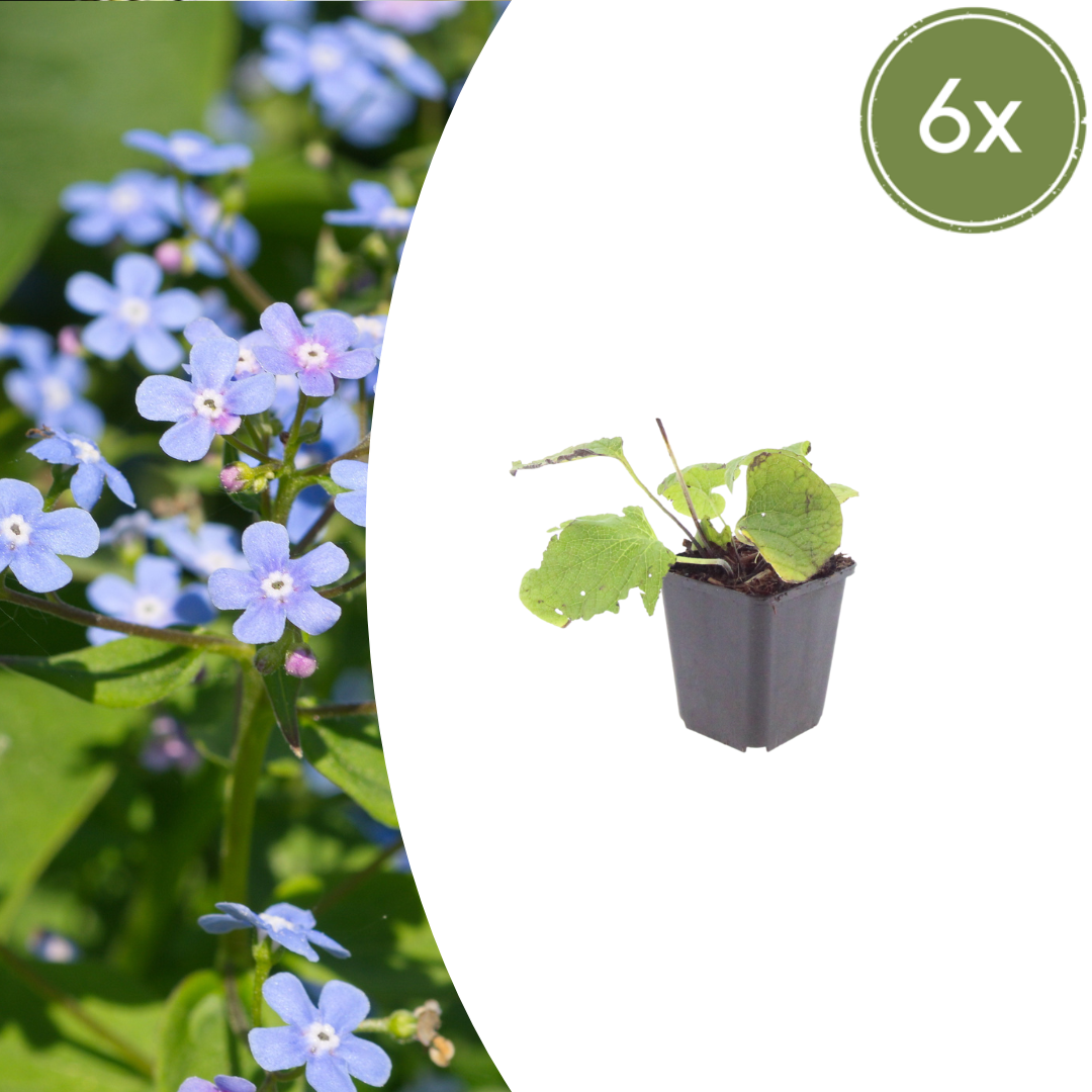 Brunnera macrophylla (Kaukasische vergeet-mij-niet) – 6 planten, Ø9 cm, 10–25 cm hoog