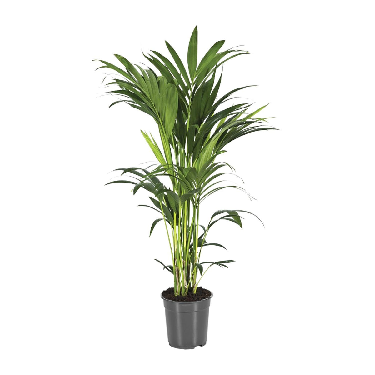 Howea forsteriana (Kentia-Palme) – Ø 21 cm, 100 cm hoch