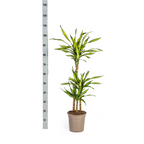 Dracaena Deremensis Rikki (Drachenbaum) – Ø 21 cm, 90–110 cm hoch