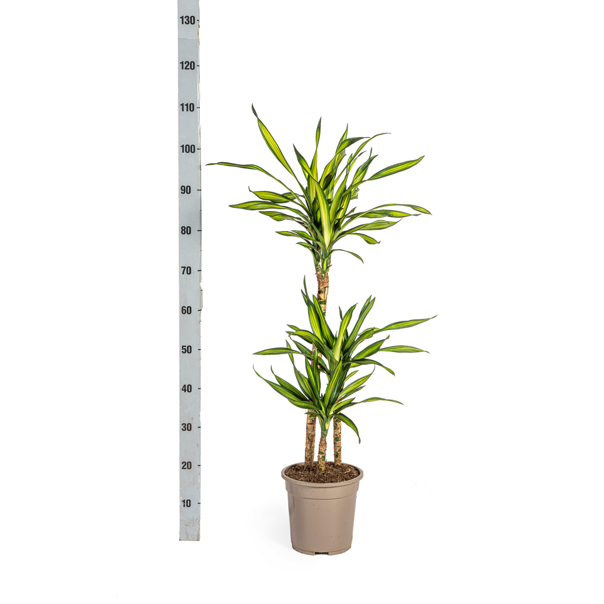 Dracaena Deremensis Rikki (drakenboom) – Ø21 cm, 90–110 cm hoog