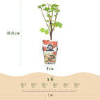 Ribes rubrum 'Jonkheer Van Tets' (bessenstruik) – 6 planten, Ø9 cm, 35 cm hoog