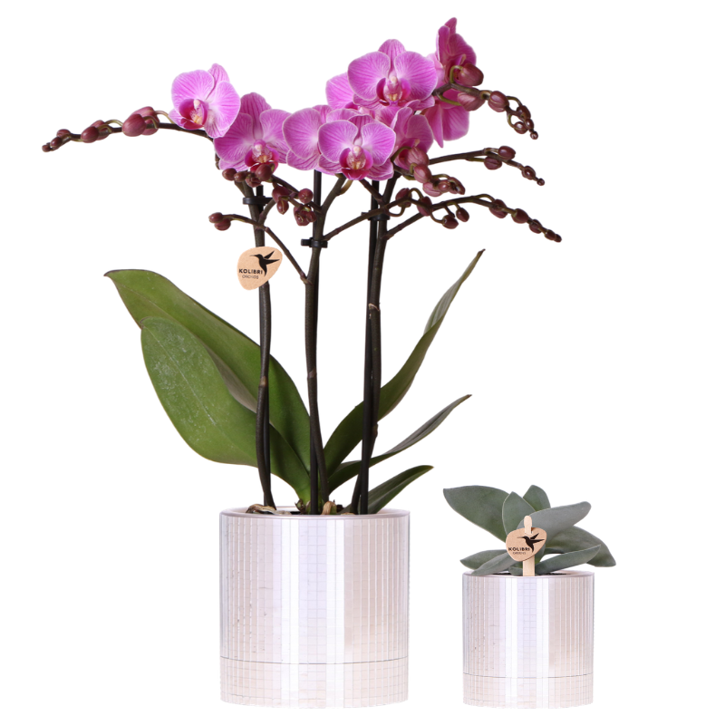 Sukkulenten-Set in Keramik-Ziergefäßen – Ø 9 cm, 35 cm hoch