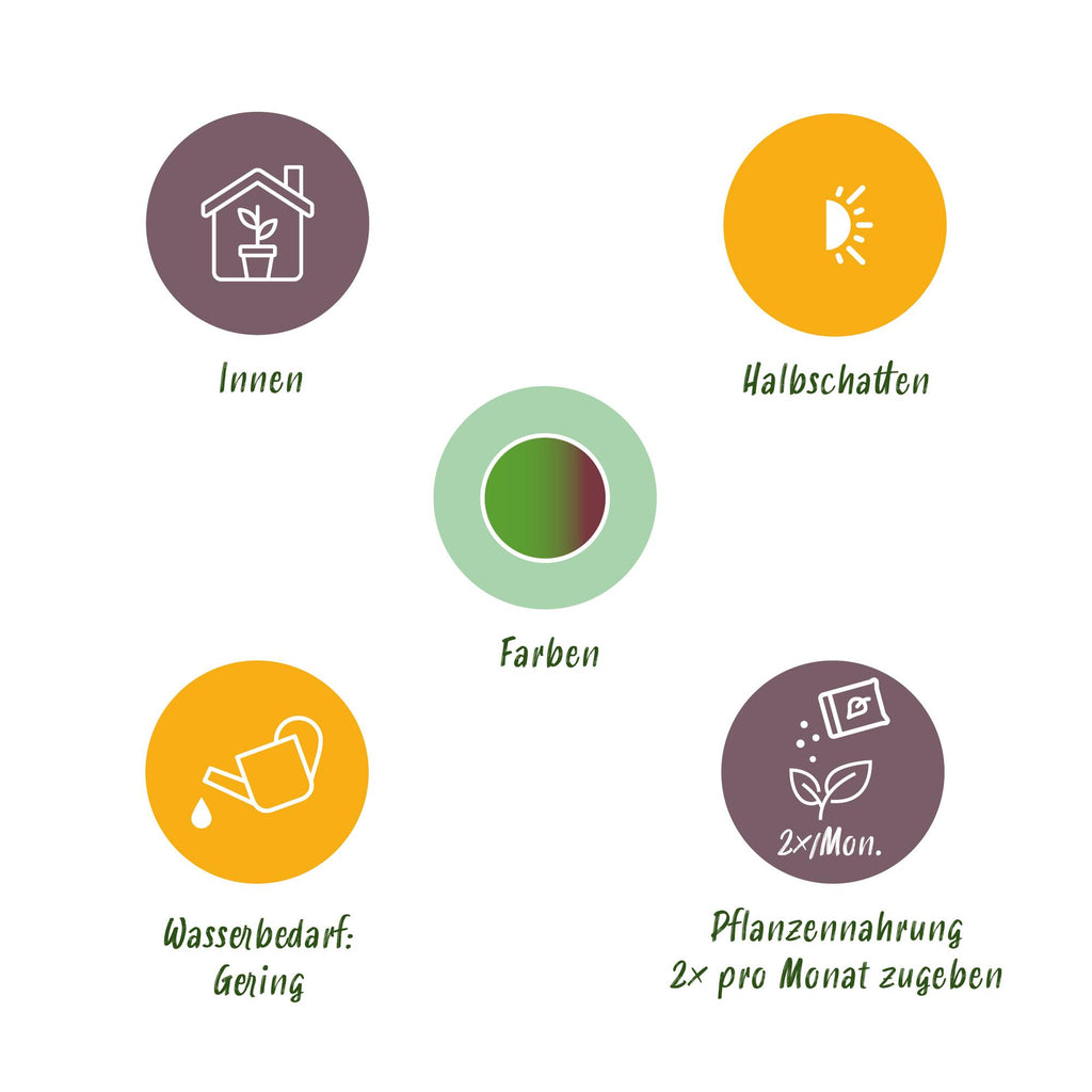 Dracaena marginata Bicolor (arbre au dragon) avec panier – Ø17 cm, 70–75 cm de haut