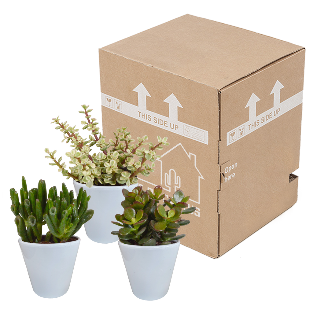 Crassula-Mix (Jade-Pflanze) im weißen Topf – Ø 10 cm, 18 cm hoch