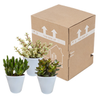 Crassula-Mix (Jade-Pflanze) im weißen Topf – Ø 10 cm, 18 cm hoch