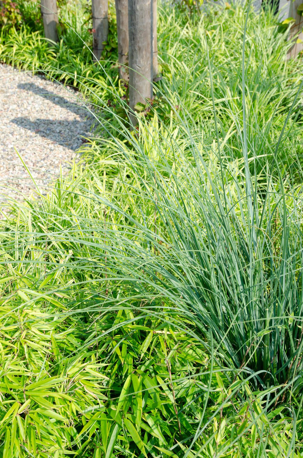 Fargesia rufa (nicht ausladender Bambus) – Ø 19 cm, 50–60 cm hoch – Bild 3